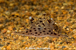 "I wanna be a ray" nudi.  Euselenops luniceps by Adam Skrzypczyk 